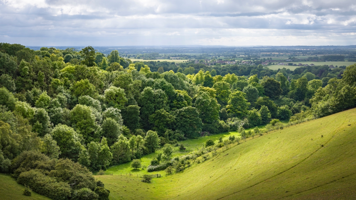 View of green forestry on a hill